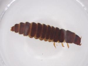  ( - CBG-A37830-C10)  @11 [ ] CreativeCommons - Attribution Share - Alike (2024) Centre for Biodiversity Genomics Centre for Biodiversity Genomics