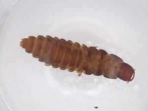  ( - CBG-A37830-C12)  @11 [ ] CreativeCommons - Attribution Share - Alike (2024) Centre for Biodiversity Genomics Centre for Biodiversity Genomics