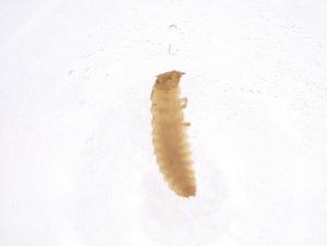  ( - CBG-A37830-D01)  @11 [ ] CreativeCommons - Attribution Share - Alike (2024) Centre for Biodiversity Genomics Centre for Biodiversity Genomics