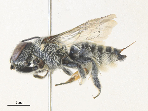  ( - CBG-A38522-G07)  @11 [ ] CreativeCommons - Attribution Share - Alike (2024) CBG Photography Group Centre for Biodiversity Genomics