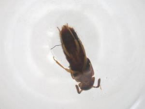  ( - CBG-A35441-B08)  @11 [ ] CreativeCommons - Attribution Share - Alike (2024) Centre for Biodiversity Genomics Centre for Biodiversity Genomics