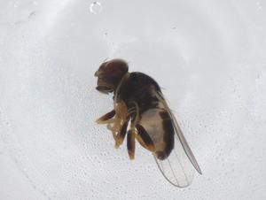  ( - CBG-A42676-E11)  @11 [ ] CreativeCommons - Attribution Share - Alike (2024) Centre for Biodiversity Genomics Centre for Biodiversity Genomics