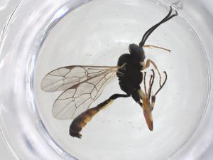  ( - CBG-A43221-A02)  @11 [ ] CreativeCommons - Attribution Share - Alike (2024) Centre for Biodiversity Genomics Centre for Biodiversity Genomics