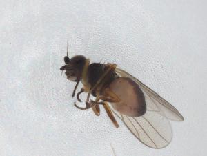  ( - CBG-A43508-B11)  @11 [ ] CreativeCommons - Attribution Share - Alike (2024) Centre for Biodiversity Genomics Centre for Biodiversity Genomics