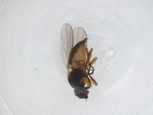  ( - CBG-A43508-B12)  @11 [ ] CreativeCommons - Attribution Share - Alike (2024) Centre for Biodiversity Genomics Centre for Biodiversity Genomics
