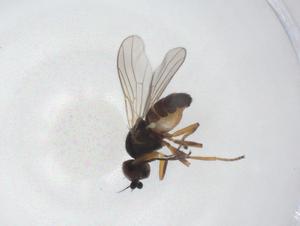  ( - CBG-A43508-C07)  @11 [ ] CreativeCommons - Attribution Share - Alike (2024) Centre for Biodiversity Genomics Centre for Biodiversity Genomics
