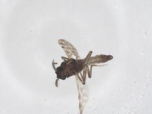  ( - CBG-A43957-C11)  @11 [ ] CreativeCommons - Attribution Share - Alike (2024) Centre for Biodiversity Genomics Centre for Biodiversity Genomics