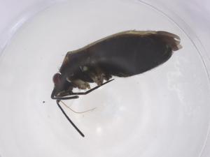  ( - CBG-A44019-A05)  @11 [ ] CreativeCommons - Attribution Share - Alike (2024) Centre for Biodiversity Genomics Centre for Biodiversity Genomics