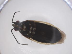  ( - CBG-A44019-D05)  @11 [ ] CreativeCommons - Attribution Share - Alike (2024) Centre for Biodiversity Genomics Centre for Biodiversity Genomics