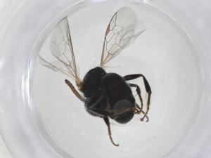  ( - CBG-A44050-A02)  @11 [ ] CreativeCommons - Attribution Share - Alike (2024) Centre for Biodiversity Genomics Centre for Biodiversity Genomics