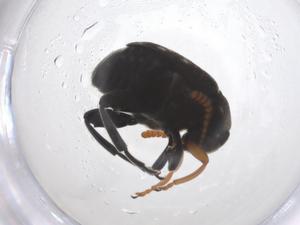  ( - CBG-A44055-F01)  @11 [ ] CreativeCommons - Attribution Share - Alike (2024) Centre for Biodiversity Genomics Centre for Biodiversity Genomics