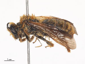  ( - CBG-A44327-D11)  @11 [ ] CreativeCommons - Attribution Share - Alike (2024) CBG Photography Group Centre for Biodiversity Genomics