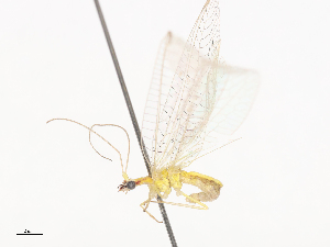  ( - CBG-A44343-C06)  @11 [ ] CreativeCommons - Attribution Share - Alike (2024) CBG Photography Group Centre for Biodiversity Genomics