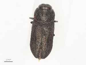  ( - CBG-A44415-F09)  @11 [ ] CreativeCommons - Attribution Share - Alike (2024) CBG Photography Group Centre for Biodiversity Genomics