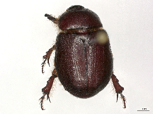  ( - CBG-A44438-E06)  @11 [ ] CreativeCommons - Attribution (2024) CBG Photography Group Centre for Biodiversity Genomics