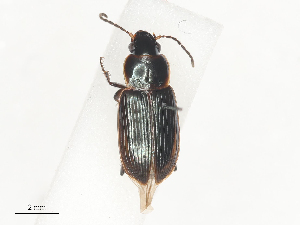  ( - CBG-A44439-A03)  @11 [ ] CreativeCommons - Attribution Share - Alike (2024) CBG Photography Group Centre for Biodiversity Genomics