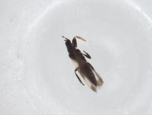 ( - CBG-A44441-F04)  @11 [ ] CreativeCommons - Attribution Share - Alike (2024) Centre for Biodiversity Genomics Centre for Biodiversity Genomics