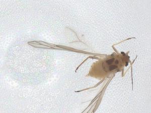  ( - CBG-A44449-B10)  @11 [ ] CreativeCommons - Attribution Share - Alike (2024) Centre for Biodiversity Genomics Centre for Biodiversity Genomics