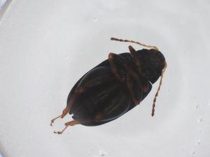  ( - CBG-A44740-G09)  @11 [ ] CreativeCommons - Attribution Share - Alike (2024) Centre for Biodiversity Genomics Centre for Biodiversity Genomics