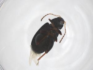  ( - CBG-A44742-H08)  @11 [ ] CreativeCommons - Attribution Share - Alike (2024) Centre for Biodiversity Genomics Centre for Biodiversity Genomics