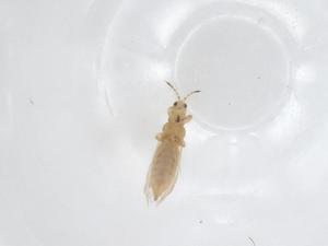  ( - CBG-A44837-C12)  @11 [ ] CreativeCommons - Attribution Share - Alike (2024) Centre for Biodiversity Genomics Centre for Biodiversity Genomics