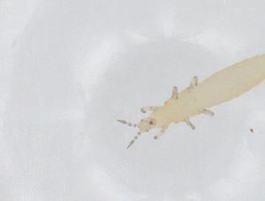  ( - CBG-A44837-D06)  @11 [ ] CreativeCommons - Attribution Share - Alike (2024) Centre for Biodiversity Genomics Centre for Biodiversity Genomics