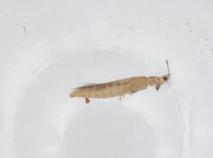  ( - CBG-A44837-E02)  @11 [ ] CreativeCommons - Attribution Share - Alike (2024) Centre for Biodiversity Genomics Centre for Biodiversity Genomics