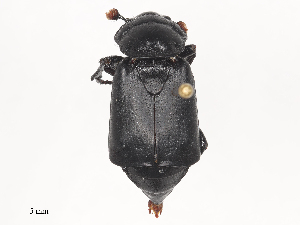  ( - CBG-A45169-D03)  @11 [ ] CreativeCommons - Attribution Share - Alike (2024) CBG Photography Group Centre for Biodiversity Genomics