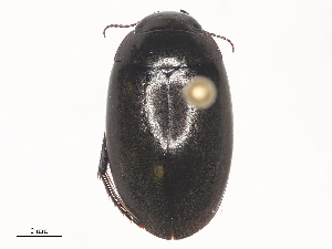  ( - CBG-A45171-C02)  @11 [ ] CreativeCommons - Attribution Share - Alike (2024) CBG Photography Group Centre for Biodiversity Genomics
