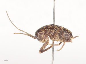  ( - CBG-A45174-B12)  @11 [ ] CreativeCommons - Attribution Share - Alike (2024) CBG Photography Group Centre for Biodiversity Genomics