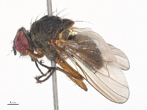  ( - CBG-A45176-B10)  @11 [ ] CreativeCommons - Attribution Share - Alike (2024) CBG Photography Group Centre for Biodiversity Genomics