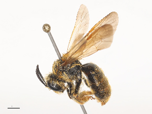  ( - CBG-A45176-E05)  @11 [ ] CreativeCommons - Attribution Share - Alike (2024) CBG Photography Group Centre for Biodiversity Genomics