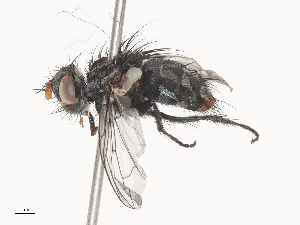  ( - CBG-A45209-C02)  @11 [ ] CreativeCommons - Attribution Share - Alike (2024) CBG Photography Group Centre for Biodiversity Genomics