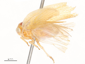  ( - CBG-A45215-G02)  @11 [ ] CreativeCommons - Attribution Share-Alike (2024) CBG Photography Group Centre for Biodiversity Genomics