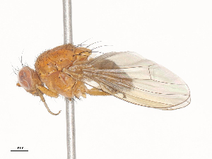  ( - CBG-A45273-F07)  @11 [ ] CreativeCommons - Attribution Share - Alike (2024) CBG Photography Group Centre for Biodiversity Genomics