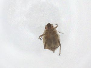  ( - CBG-A45712-B09)  @11 [ ] CreativeCommons - Attribution Share - Alike (2024) Centre for Biodiversity Genomics Centre for Biodiversity Genomics