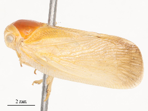  ( - CBG-A46905-G03)  @11 [ ] CreativeCommons - Attribution Share - Alike (2024) CBG Photography Group Centre for Biodiversity Genomics