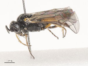  (Periclista electa - CBG-A46909-C10)  @11 [ ] CreativeCommons - Attribution Share - Alike (2024) CBG Photography Group Centre for Biodiversity Genomics