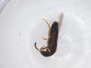  ( - CBG-A50397-E03)  @11 [ ] CreativeCommons - Attribution Share - Alike (2024) Centre for Biodiversity Genomics Centre for Biodiversity Genomics