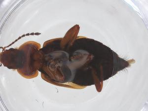  ( - CBG-A50808-H11)  @11 [ ] CreativeCommons - Attribution Share - Alike (2024) Centre for Biodiversity Genomics Centre for Biodiversity Genomics