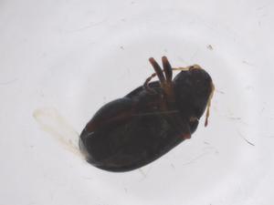  ( - CBG-A50813-B04)  @11 [ ] CreativeCommons - Attribution Share - Alike (2024) Centre for Biodiversity Genomics Centre for Biodiversity Genomics