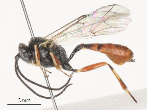  ( - CBG-A51862-D01)  @11 [ ] CreativeCommons - Attribution Share - Alike (2024) CBG Photography Group Centre for Biodiversity Genomics