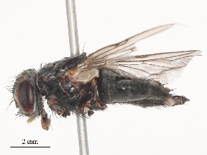  ( - CBG-A51913-C03)  @11 [ ] CreativeCommons - Attribution Share - Alike (2024) CBG Photography Group Centre for Biodiversity Genomics
