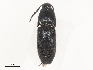  (Anchastus anthrax - CBG-A51924-G02)  @11 [ ] CreativeCommons - Attribution Share - Alike (2024) CBG Photography Group Centre for Biodiversity Genomics