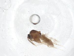  ( - CBG-A52925-H06)  @11 [ ] CreativeCommons - Attribution Share - Alike (2024) Centre for Biodiversity Genomics Centre for Biodiversity Genomics