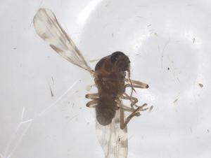  ( - CBG-A52926-G09)  @11 [ ] CreativeCommons - Attribution Share - Alike (2024) Centre for Biodiversity Genomics Centre for Biodiversity Genomics