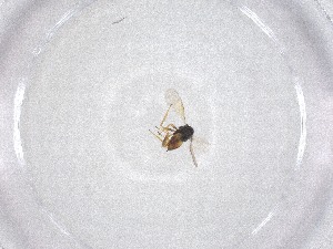  ( - CBG-A47492-F03)  @11 [ ] CreativeCommons - Attribution Share - Alike (2024) Centre for Biodiversity Genomics Centre for Biodiversity Genomics