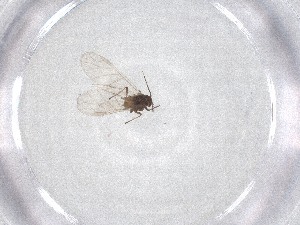  ( - CBG-A47492-G05)  @11 [ ] CreativeCommons - Attribution Share - Alike (2024) Centre for Biodiversity Genomics Centre for Biodiversity Genomics