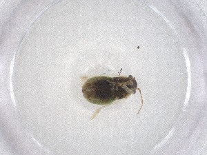  (Megalopsallus sparsus - CBG-A47495-C07)  @11 [ ] CreativeCommons - Attribution Share - Alike (2024) Centre for Biodiversity Genomics Centre for Biodiversity Genomics