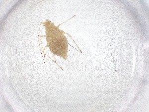  ( - CBG-A47498-C01)  @11 [ ] CreativeCommons - Attribution Share - Alike (2024) Centre for Biodiversity Genomics Centre for Biodiversity Genomics